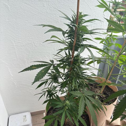 44 Haze Berry Auto growlog timeline photo