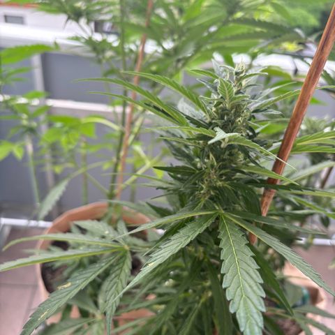 44 Haze Berry Auto growlog timeline photo