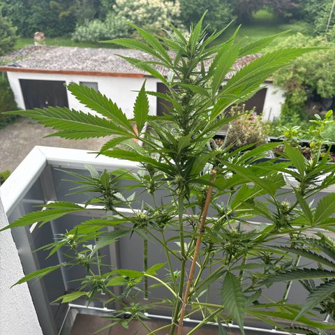 44 Strawberry banana Auto growlog timeline photo