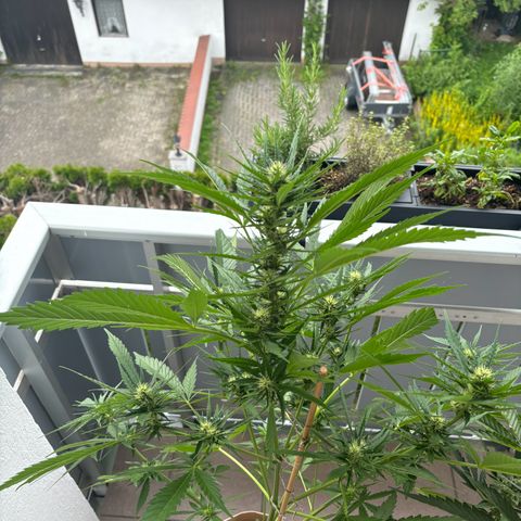 44 Strawberry banana Auto growlog timeline photo