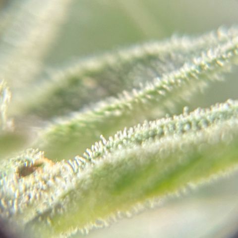 44 Northern Light Auto growlog timeline photo