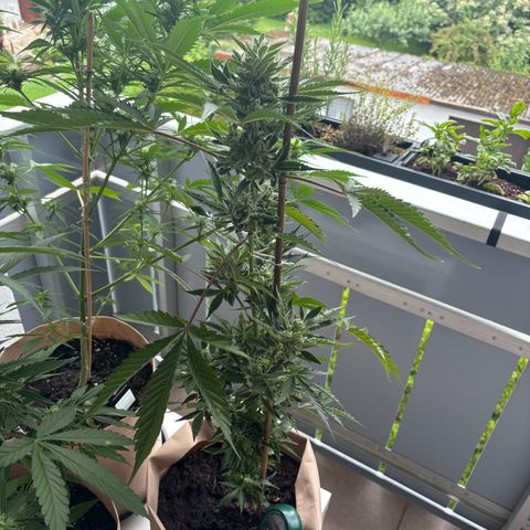 44 Northern Light Auto growlog timeline photo