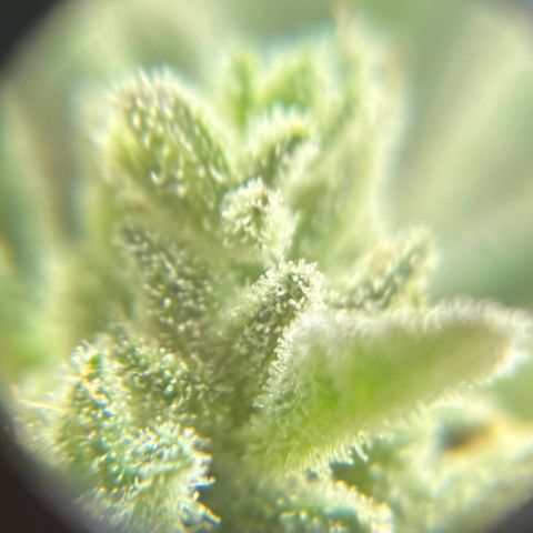 44 Northern Light Auto growlog timeline photo