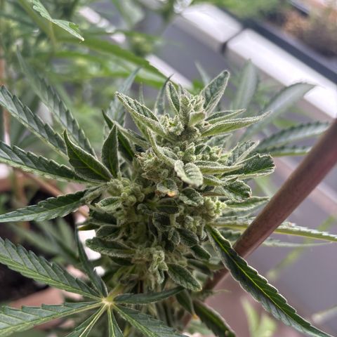 44 Northern Light Auto growlog timeline photo