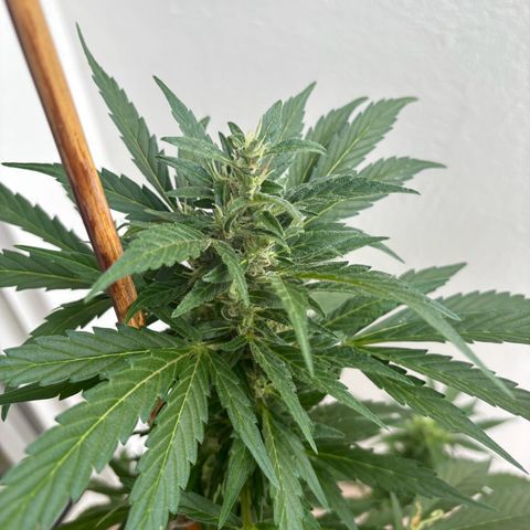 44 Haze Berry Auto growlog timeline photo