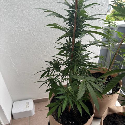 44 Haze Berry Auto growlog timeline photo