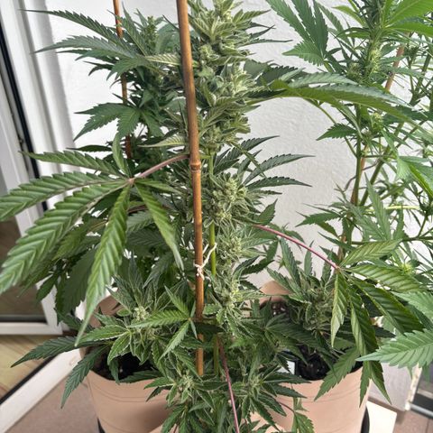 44 Northern Light Auto growlog timeline photo