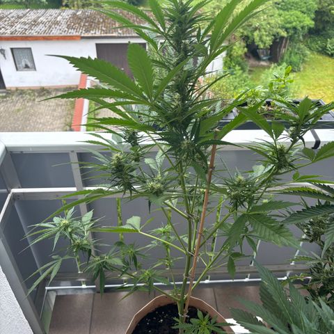 44 Strawberry banana Auto growlog timeline photo