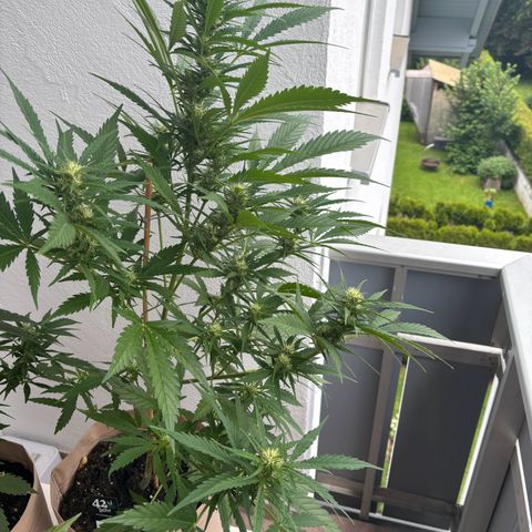 44 Strawberry banana Auto growlog timeline photo