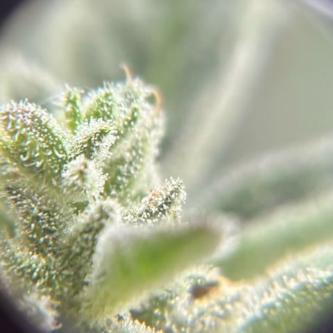 44 Northern Light Auto growlog timeline photo