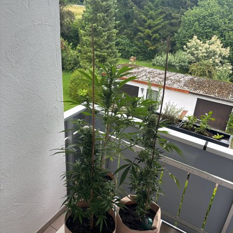 44 Haze Berry Auto growlog timeline photo