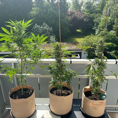 44 Haze Berry Auto growlog photo: Längst überfällig den zweiten Tisch zu nutzen um für den hinteren bessere Sonnenandeckung zu bekommen
