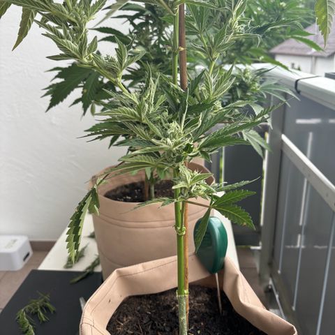 44 Northern Light Auto growlog photo: Leider wurde die Pflanze angegriffen und jetzt musste einiges abgenommen werden.
Aber die Ernte rück immer näher (: