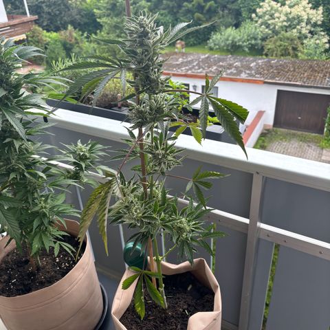 44 Northern Light Auto growlog photo: Leider wurde die Pflanze angegriffen und jetzt musste einiges abgenommen werden.
Aber die Ernte rück immer näher (: