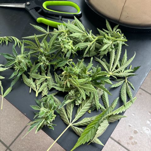 44 Northern Light Auto growlog photo: Leider wurde die Pflanze angegriffen und jetzt musste einiges abgenommen werden.
Aber die Ernte rück immer näher (:
