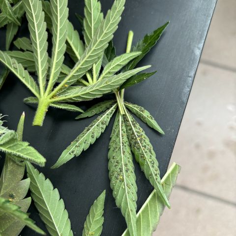 44 Northern Light Auto growlog photo: Leider wurde die Pflanze angegriffen und jetzt musste einiges abgenommen werden.
Aber die Ernte rück immer näher (: