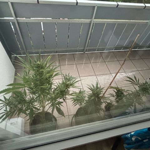 44 Haze Berry Auto growlog photo: Bei dem stürmischen Abend wurde erst mal alles in Sicherheit gebracht!