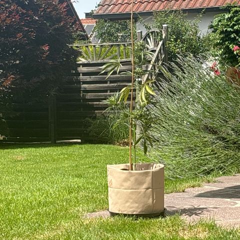 44 Northern Light Auto growlog photo: Positionswechsel für mehr Sonne im Garten