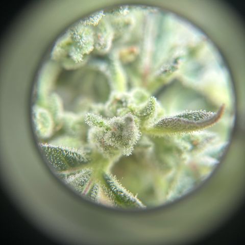 44 Northern Light Auto growlog timeline photo