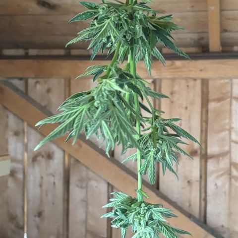 44 Northern Light Auto growlog timeline photo