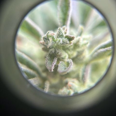 44 Northern Light Auto growlog timeline photo