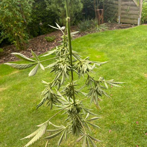 44 Northern Light Auto growlog timeline photo