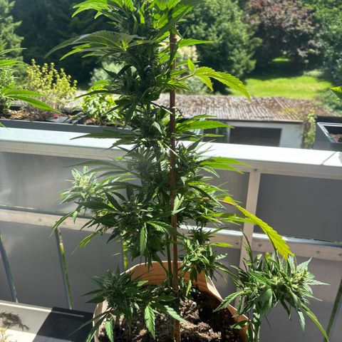 44 Haze Berry Auto growlog timeline photo