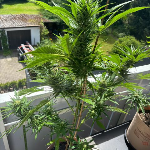 44 Strawberry banana Auto growlog timeline photo