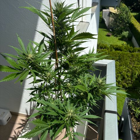 44 Strawberry banana Auto growlog timeline photo