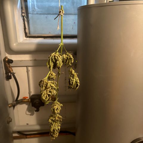 44 Northern Light Auto growlog photo: In der Hütte war es doch zu warm am Wochenende - jetzt doch am in den Keller.