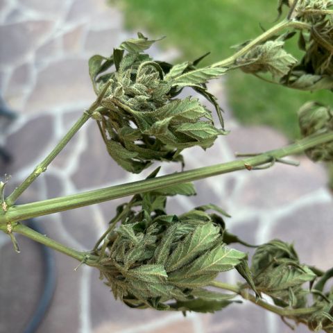 44 Northern Light Auto growlog timeline photo