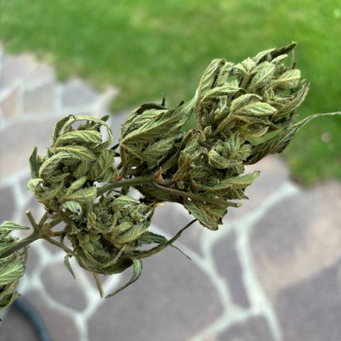 44 Northern Light Auto growlog timeline photo