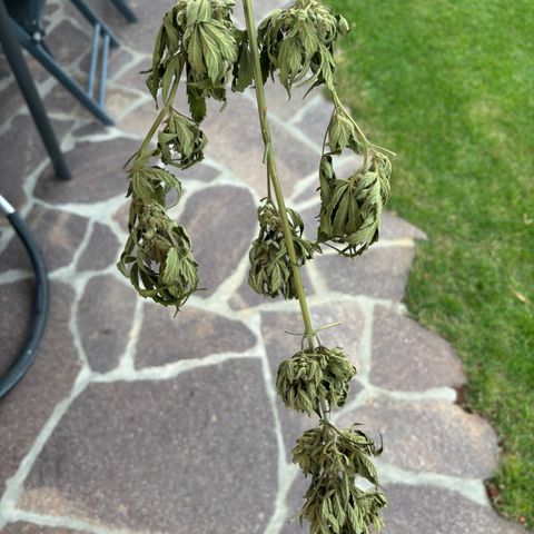 44 Northern Light Auto growlog timeline photo
