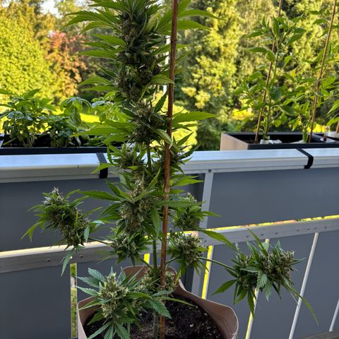 44 Haze Berry Auto growlog timeline photo