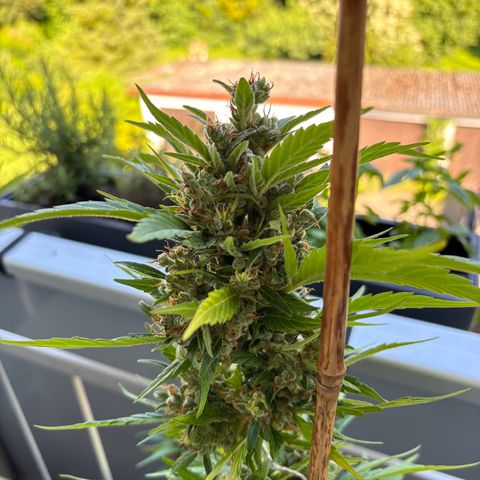 44 Haze Berry Auto growlog timeline photo