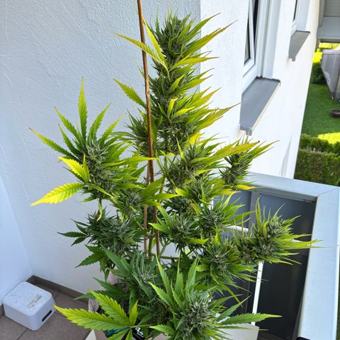 44 Strawberry banana Auto growlog timeline photo