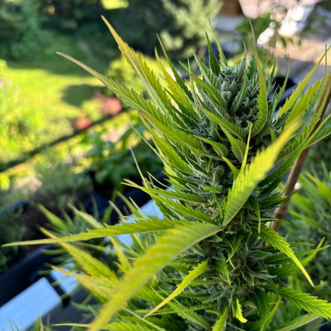 44 Strawberry banana Auto growlog timeline photo