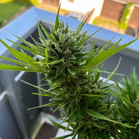 44 Strawberry banana Auto growlog timeline photo
