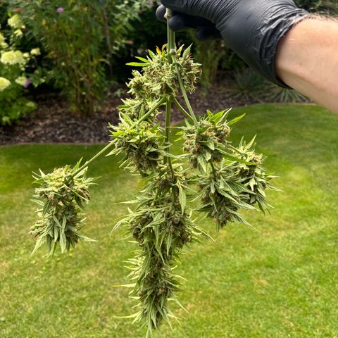 44 Haze Berry Auto growlog timeline photo