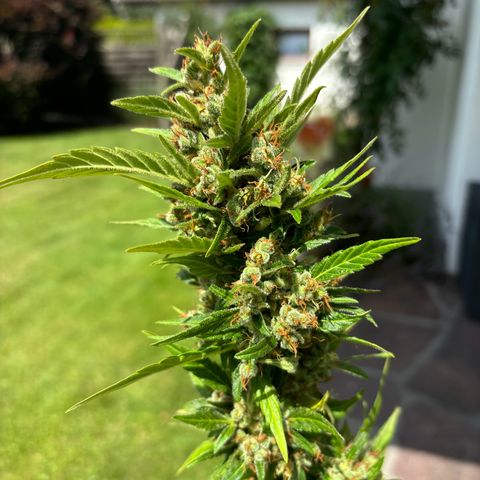 44 Haze Berry Auto growlog timeline photo