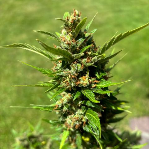 44 Haze Berry Auto growlog timeline photo