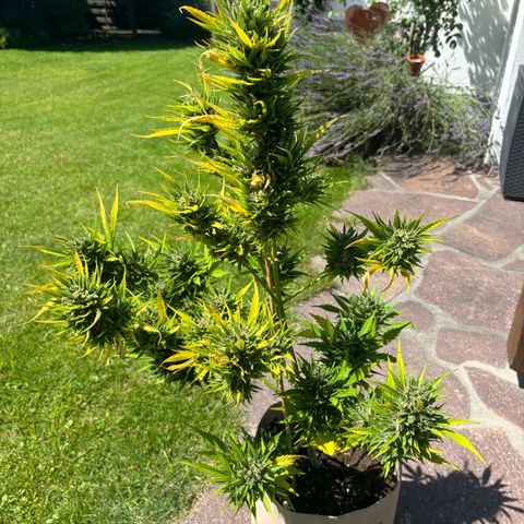 44 Strawberry banana Auto growlog timeline photo