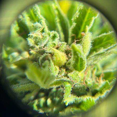 44 Strawberry banana Auto growlog timeline photo