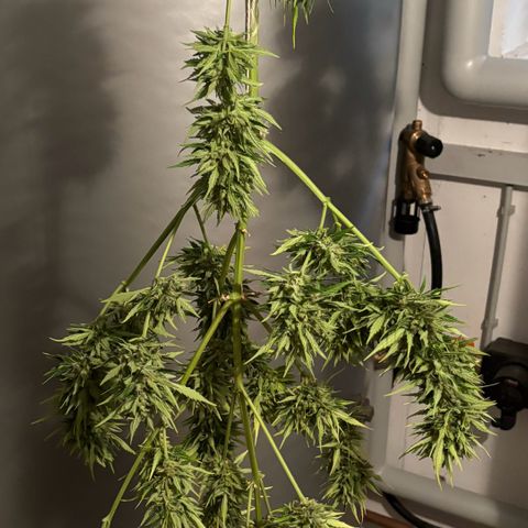 44 Strawberry banana Auto growlog timeline photo