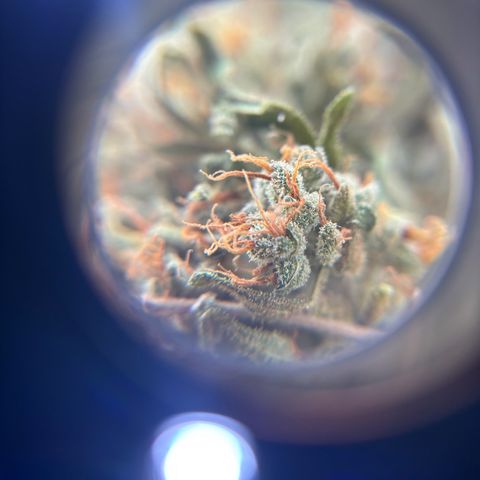 44 Haze Berry Auto growlog timeline photo