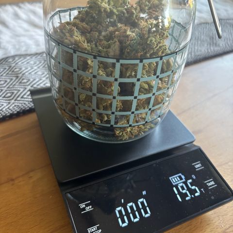 44 Haze Berry Auto growlog timeline photo