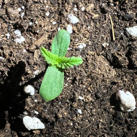 STRAWBERRY PIE growlog photo: GIORNO 1❤️