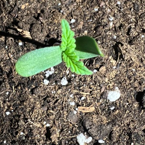 STRAWBERRY PIE growlog photo: GIORNO 1❤️