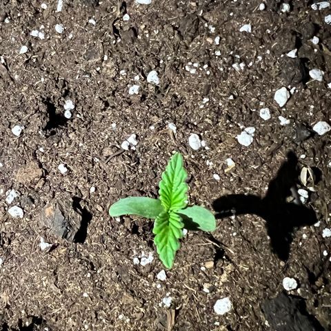 STRAWBERRY PIE growlog photo: GIORNO 2❤️