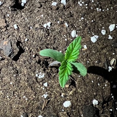 STRAWBERRY PIE growlog photo: GIORNO 2❤️